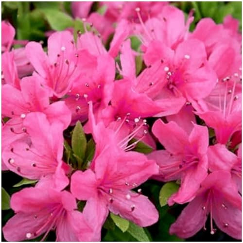 GrowOn Shrubs [x2] Dwarf Japanese Azalea Japonica 'Geisha Pink' | Multi-Pack | Evergreen Shrubs | Outdoor Garden Ready Plants | Spring Flowering | Pink Flowers