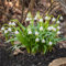 25 pcs märzenbecher zwiebeln kaufen - seltene blumenzwiebel blumenzwiebeln mehrjährig winterhart gartenpflanzen seltene pflanzen, blumen pflanzen für draußen winterhart frisch deko
