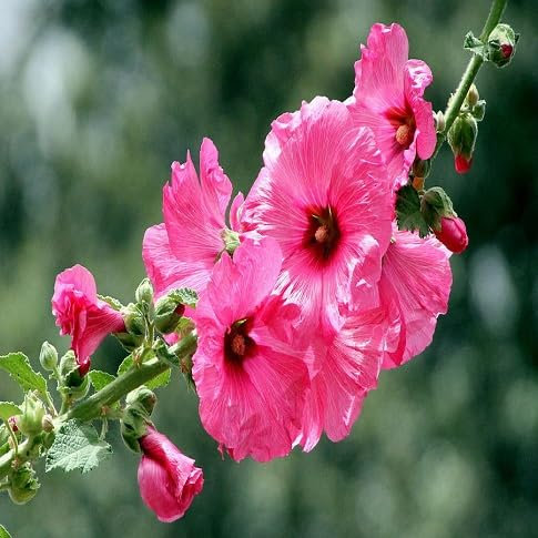 100 graines de fleurs de rose trémière fraîches