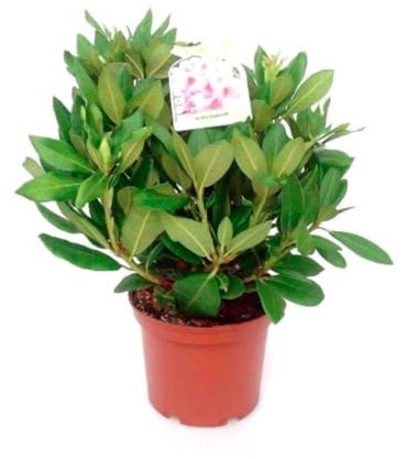 Planta natural Rhododendro Rojo, 30-40 cm. Rododendro, rhododendron. Arbusto con flores coloridas y densas. Segura Garden.