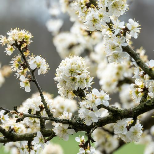semi di prugnolo da frutto comprare da frutto prugnolo colonnari frutteto colonnari raro balcone vecchie varietà esotico giardino nani, resistenti colonnare 60pcs