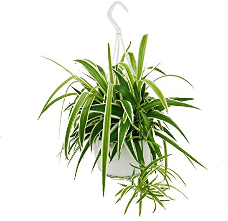 chlorophytum, lis vert, plante de feux de circulation