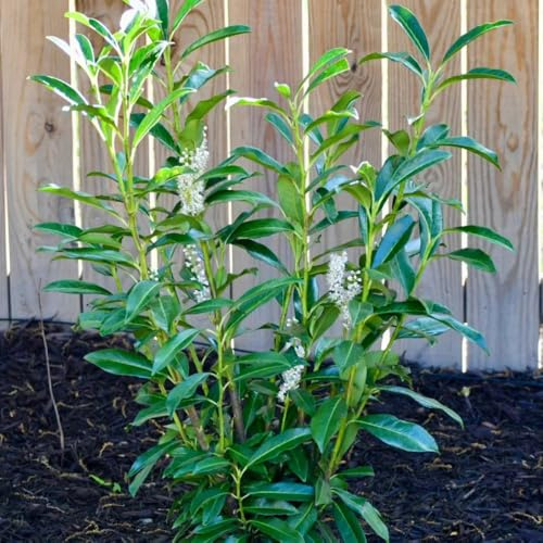 Semillas de seto de laurel cerezo verdes, decoración de jardines para exteriores, laurel cereza de balcón, resistentes para el jardín 70pcs