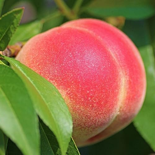 Zwergpfirsich Little Joe Prunus persica kleinbleibend süßes rotes Fruchtfleisch 110-140 cm 7,5 Liter Topfballen