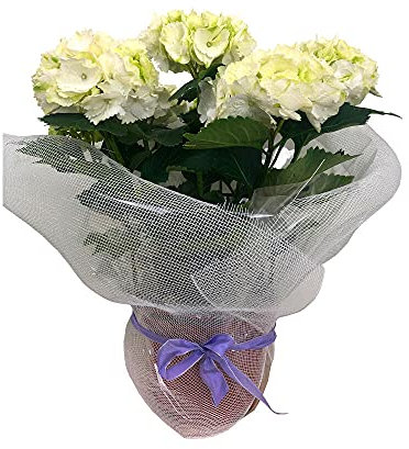 Garden Center shop by VM Hortensia Planta Natural Especial para Regalar 50X40CM (Blanco)