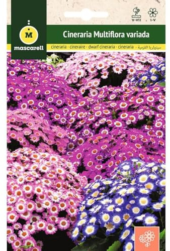 Mascarell Semillas, CINERARIA MULTIFLORA VARIADA, Semillas Flores Exterior para Decoración, 0,1 Gramos