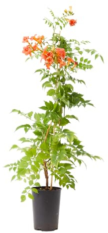 Verdecora Campsis Radicans maceta Ø20cm | Trompeta Trepadora | Planta Trepadora de Exterior | Floración Abundante en Verano | Ideal para Pergolas y Vallas