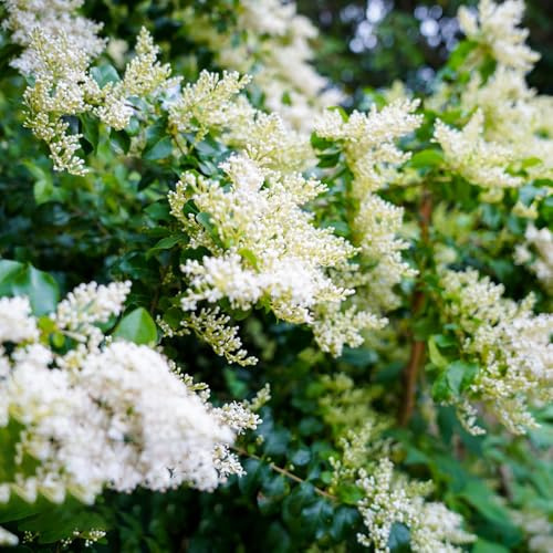 semillas de aligustre de hoja perenne - resistentes Decoración de jardín exteriores 10pcs