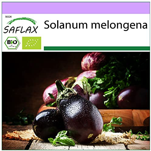 SAFLAX - BIO - Melanzana - Black Beauty - 25 semi - Solanum melongena