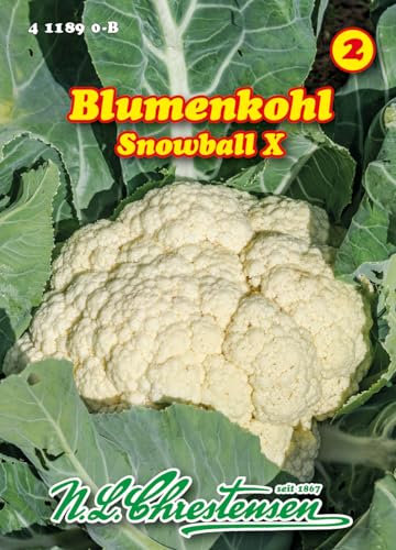 N.L.Chrestensen Blumenkohl Snowball X - Erfurt für Frühanbau mittelgroße, feste Köpfe