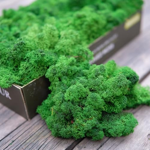 Prefleur Preserved Reindeer Moss Natural Green DIY Kit Terrariums Gardenning Art Wall Decor Florist Easter Table Decor Wedding(0.85lb)(Green-05)