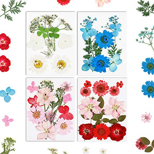MWOOT 48 Pezzi Fiori Secchi per Resina Candele Fai Da Te, Fiori Secchi Pressati Decorativi, Fiori Secchi Naturali per Decorazioni Resina Gioielli, Foglie Secche e Petali Secche Rossi Bianchi Rosa Blu