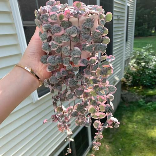 30 pcs leuchterblume hängend samen - sukkulenten samen, kübelpflanzen winterhart mehrjährig, balkonpflanzen winterhart fleischfressende pflanzen, dachbegrünung samen hochbeet balkon