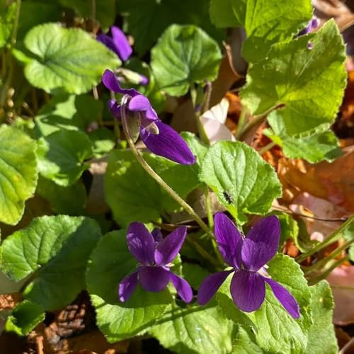200 pcs Duftveilchen Samen, küchenkräuter garten geschenk Viola odorata Samen - balkonblumen pflanztöpfe gartensamen bonsai samen kräuterlinge bienenweide saatgut kräuter samen blumenwiese