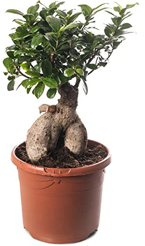 Ficus Ginseng Bonsaï, plante d'intérieur élégante, arbres exotiques pour votre maison.