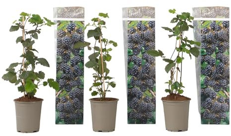 Plant in a Box - Zarzamora - 3 piezas - Rubus Thornless - Altura 25-40cm - ⌀9cm