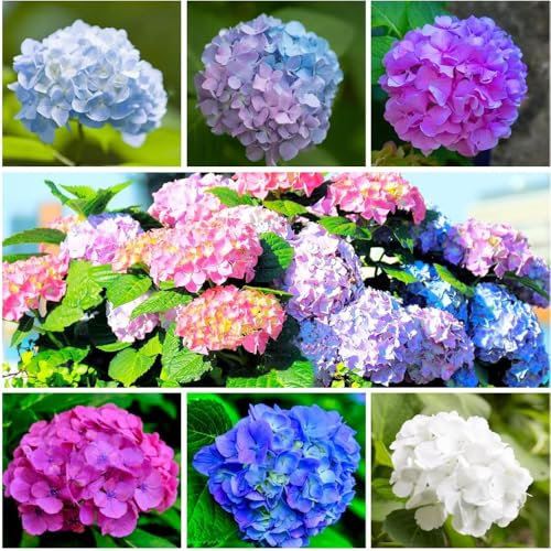100+ Stück Hortensien Samen, Winterharte Kübelpflanzen, Mehrjährig Rispenhortensie Pflegeleicht, Bienenfreundlich Für Garten, Balkon Und Terrasse