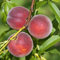 Pfirsich Kernechter vom Vorgebirge 60-80cm - Prunus persica