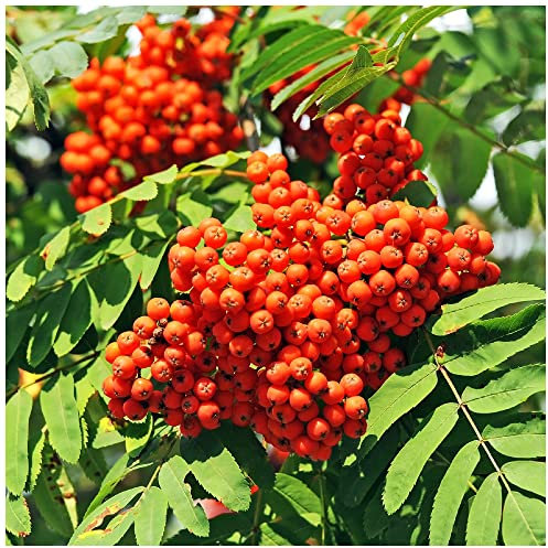 3 Mountain Ash (Rowan) Plants/Sorbus Aucuparia 1-2ft Tall Trees, Hedges 3fatpigs®