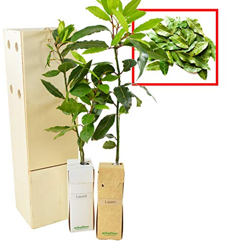 Laurier d’Extérieur | Arbustes Aromatiques | Feuillage Persistant Idéal pour Cuisiner | Jeune Pousse de 30 CM Reçue dans une Caisse en Bois Réutilisable | Pack 2 Unités