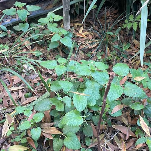 zitronenmelissesamen mehrjährig einfach zu pflegen 400pcs