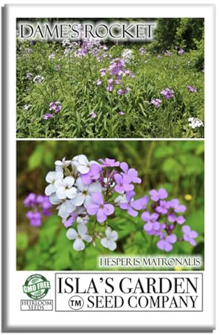 Dame's Rocket Flower Seeds, 1000+ Non-GMO Heirloom Seeds, Vibrant Purple/Pink/White Blooms, Pollinator-Friendly, Easy-Grow Hesperis matronalis, Isla's Garden Seeds for Stunning Gardens