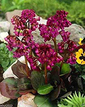 30 Semi: BERGENIA SEMI-ROSSO-AKA Heart Leaf Bergenia Pig Squeak, resistente al invierno hasta la zona 3 (30 semillas)