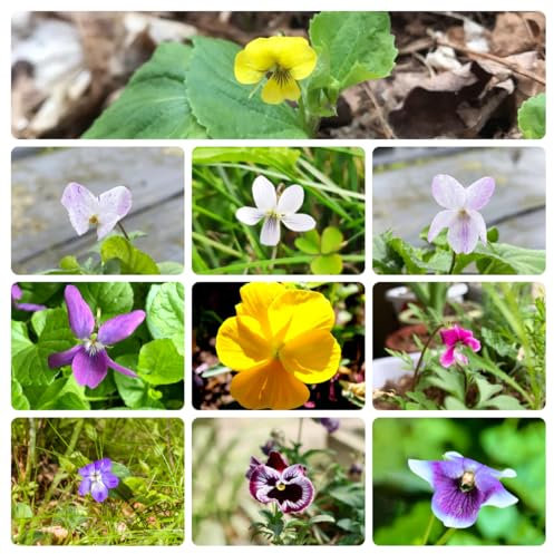 Duftveilchen Samen， bodendecker，gartendeko für draußen deko garten，Sehr Bienen und Insektenfreundlich pflanzen garten，dekoration wohnzimmer winterharte kübelpflanzen，bunteBlumenwiese 80pcs