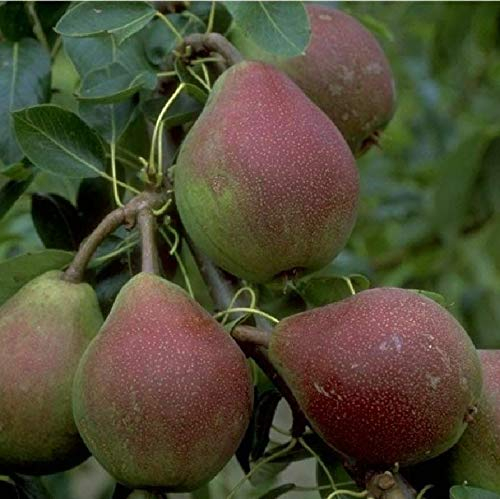 Clapps Liebling Birne Birnenbaum Sommerbirne winterhart Obstbaum kleinbleibend