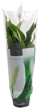 Spathiphyllum Chopin DECOALIVE Planta de Interior Natural para Decorar el Hogar Lirio de la Paz o Espatifilo