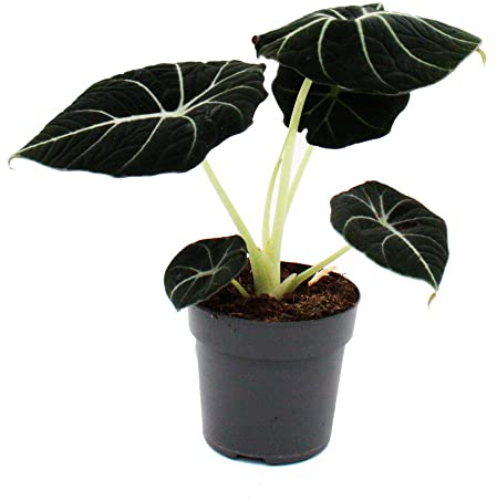 Exotenherz - Alocasia Reginula Black Velvet - Racine tropicale - Alocasie - Feuille de flèche - Pot de 11 cm