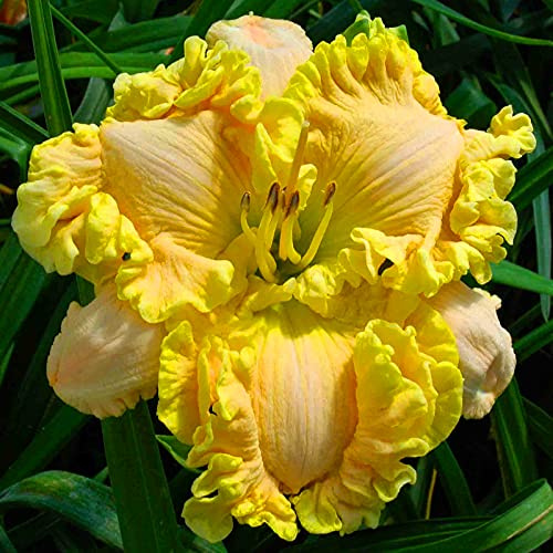 Jardín, Top Hemerocallis, Dobles Hemerocallis, Habitaciones Purificadoras De Aire Multicolor, Muy Abejos, Cuidado fácil, Rizomas Hemerocallis, 10bulbos-H