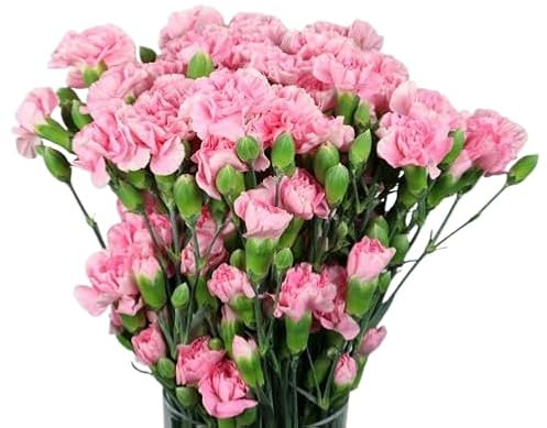 Bouquet de Flores de Clavel Rosa con 50 Flores Largas y Resplandecientes