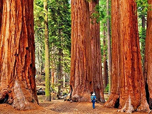 25 Seeds Giant Sequoia Seeds Sequoiadendron Giganteum Non-Hybrid, Open-Pollinated, Suited for Canadian Climate : Package Contatins seeds