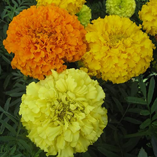 African Marigold Seeds 'Crackerjack Mixed' Tagetes Early Flowering Half-Hardy Annual Double Orange Yellow Blooms Easy to Grow Your Own Flowers 1x Pack (Approx. 250 Seeds) by Thompson and Morgan