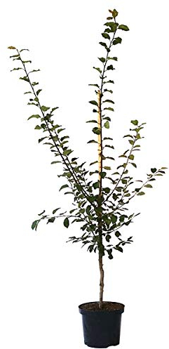 Jojo (S) Zwetsche, Pflaumenbaum Buschbaum 110-140 cm 10 Liter Topf, Unterlage: St. Julien A