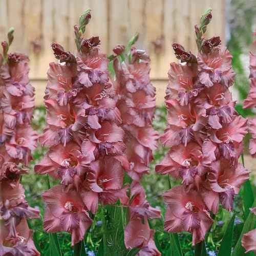 GLADIOLUS Lökar | Lökar från de bästa nederländska odlarna | Exklusivt urval och kvalitetskontroll | Garanterad blomning från första året (7 Gladiolus JAKOETSK)
