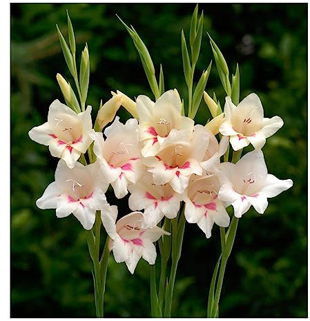 10x Gladioli Nanus Elvira Bulbs Summer Flowering Dwarf Gladiolus Garden Cut Flowers Spring Planting Hardy Corms