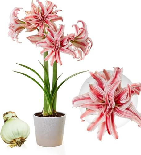 Amaryllis doble 1 bulbo grande de 26/30, exclusivo, bulbos de flores, plantas y flores de Holanda, Hippeastrum (no es semen, cera ni artificial)