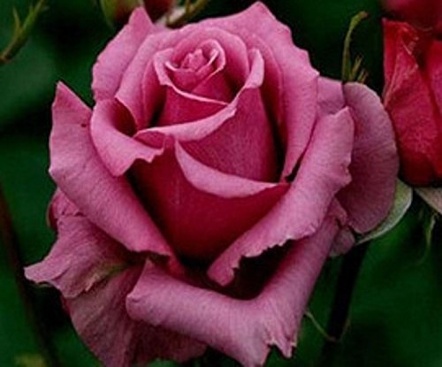 Bella Ziyun Profumo semi di fiore della Rosa