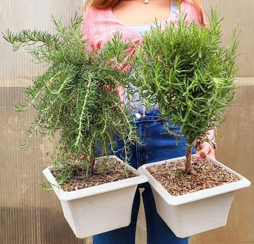POWERS TO FLOWERS - ROSMARINO CLASSICO E PROSTRATO BONSAI IN VASO QUADRO, 2 PIANTE, piante vere
