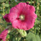 100 semi di malvarosa rosa