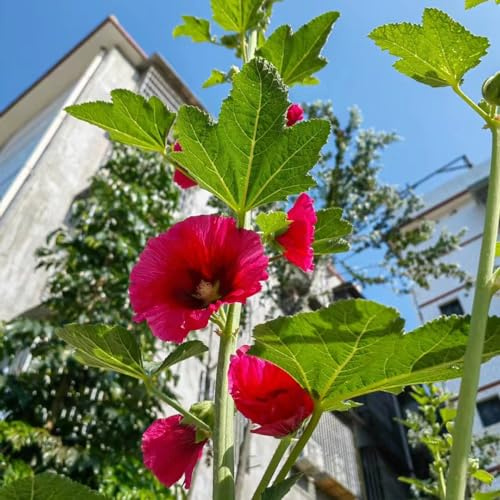 stockrosensamen stockrosen stockrose - blumensaat blumenwiese herbstaussaat mehrjährig sommerblumen blumendeko gartenkräuter wildkräuter gartendeko für draußen blumenstauden winterhart 150samen