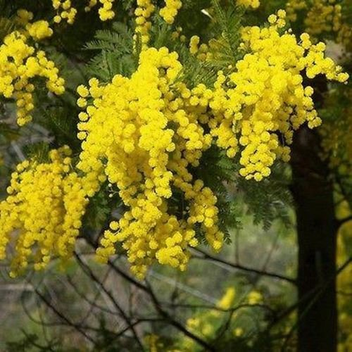 20 graines Graines d'or Mimosa arbres (Acacia Baileyana)