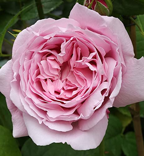 Englische Rose Mary Rose® 30-60cm