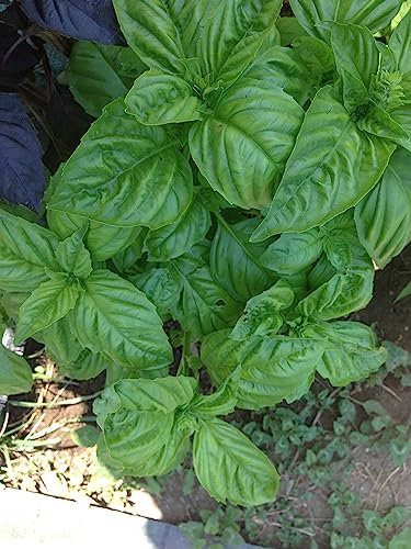 BASILICO HOLI-BASILICO SANTO-