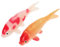 Toddmomy 2 Stück Künstliche Koi-Fische Aus Kunststoff Schwimmende Fische Für Aquarien Goldfische Ornamente Für Schwimmende Aquariendekoration