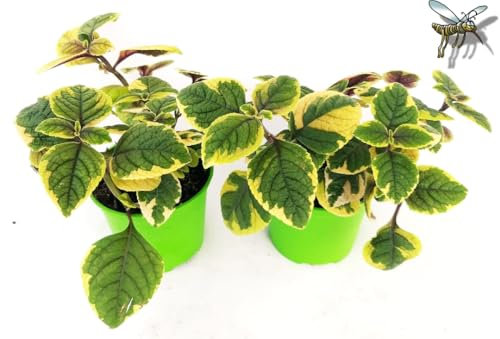 POWERS TO FLOWERS - INCENSO, PLECTRANTHUS LIME LIGHT, OERTENDAHLLI IN VASO 14cm, 2 PIANTE, piante vere