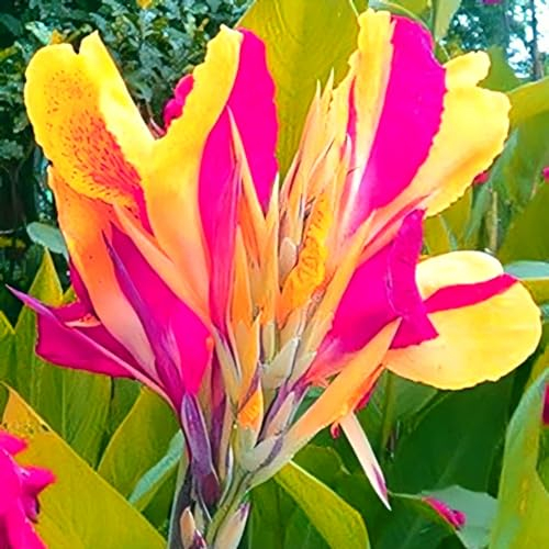 Canna Zwiebeln Calla indisches blumenrohr Canna pflanze knolle winterhart Winterhart Großes Blatt Canna ​ Canna pflanze knolle