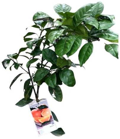 Naranjo Natural Árbol para tu Jardín: Plantación Fácil y Natural